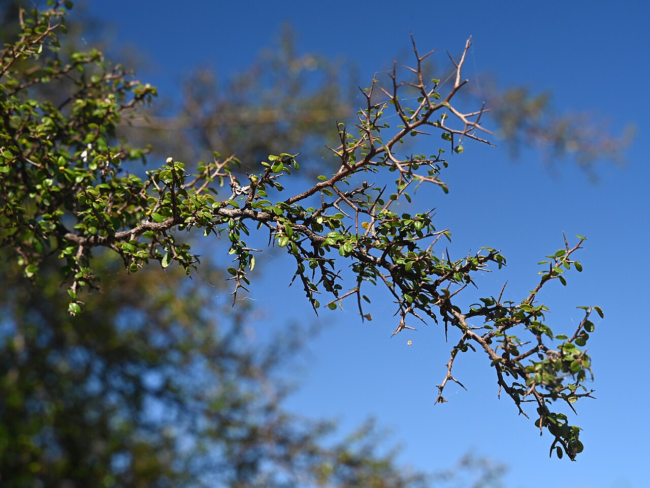 Simpleleaf bushweed: Flueggea acidoton in the Fairchild Tropical Botanic Garden, Miami