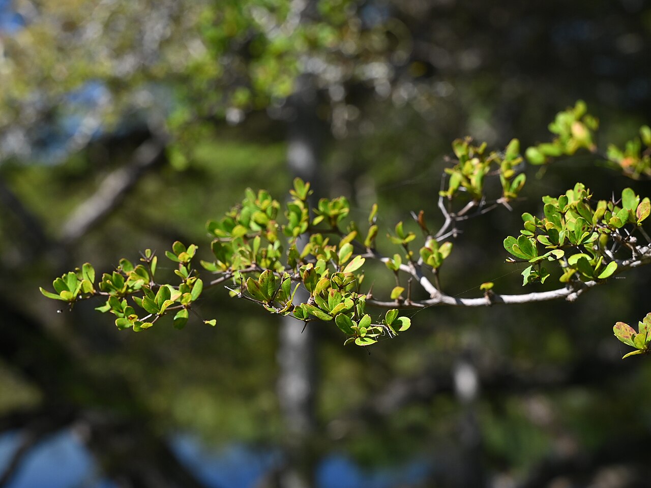 Simpleleaf bushweed: Flueggea acidoton in the Fairchild Tropical Botanic Garden, Miami