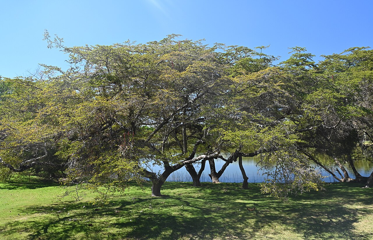 Simpleleaf bushweed: Flueggea acidoton in the Fairchild Tropical Botanic Garden, Miami