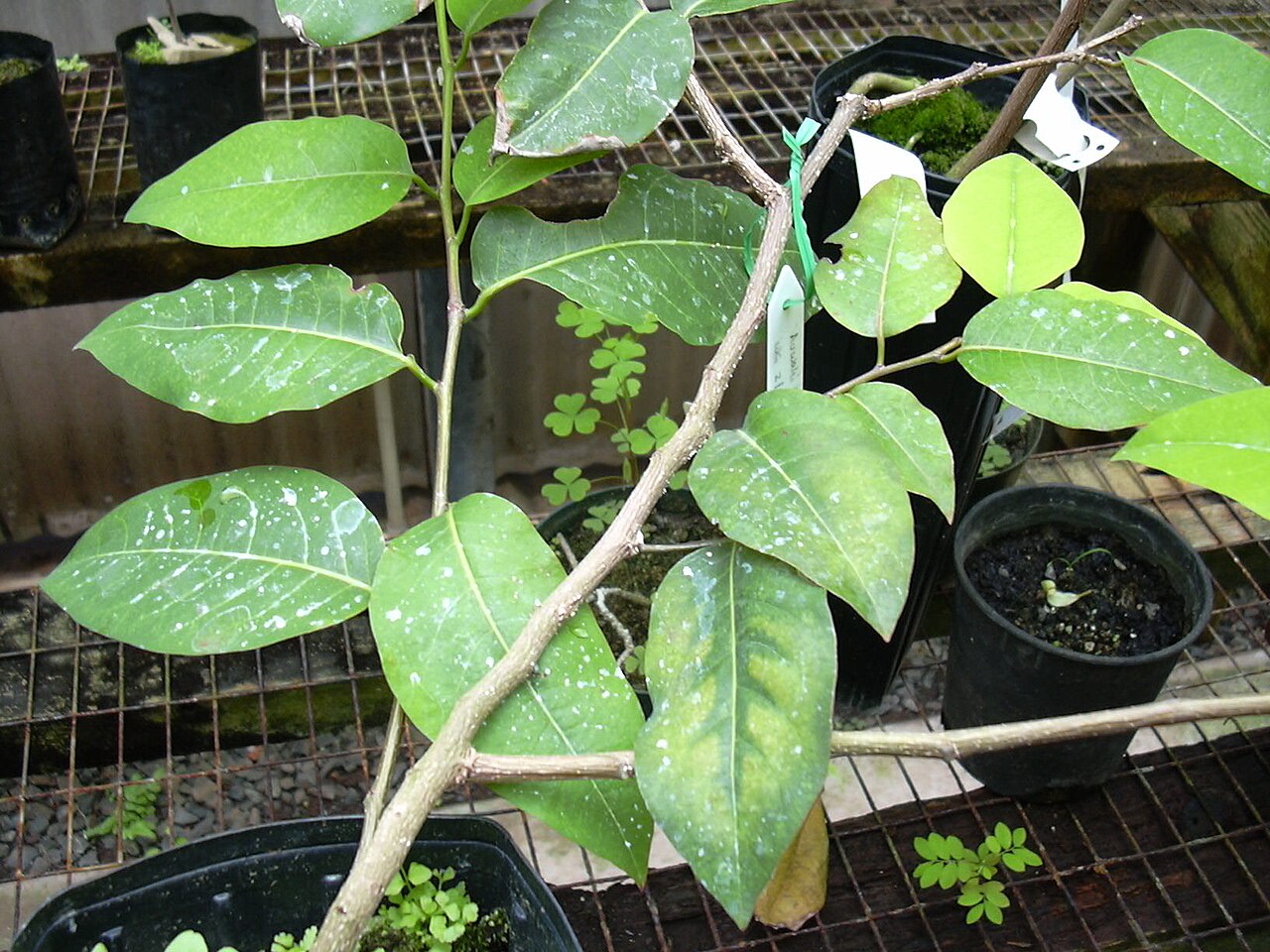Mehamehame: Flueggea neowawraea (plant). Location: Maui, State nursery Kahului