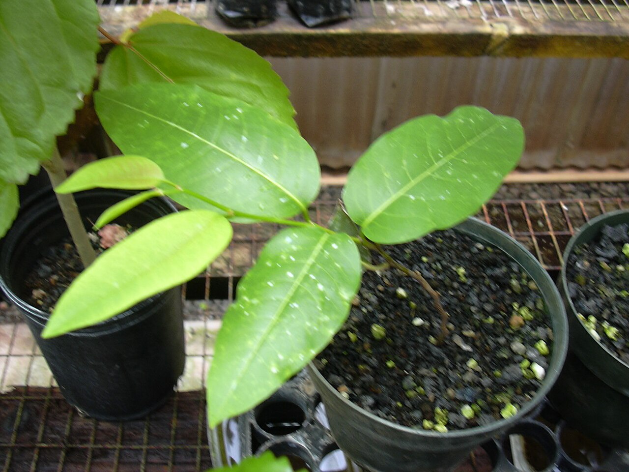 Mehamehame: Flueggea neowawraea (plant). Location: Maui, State nursery Kahului
