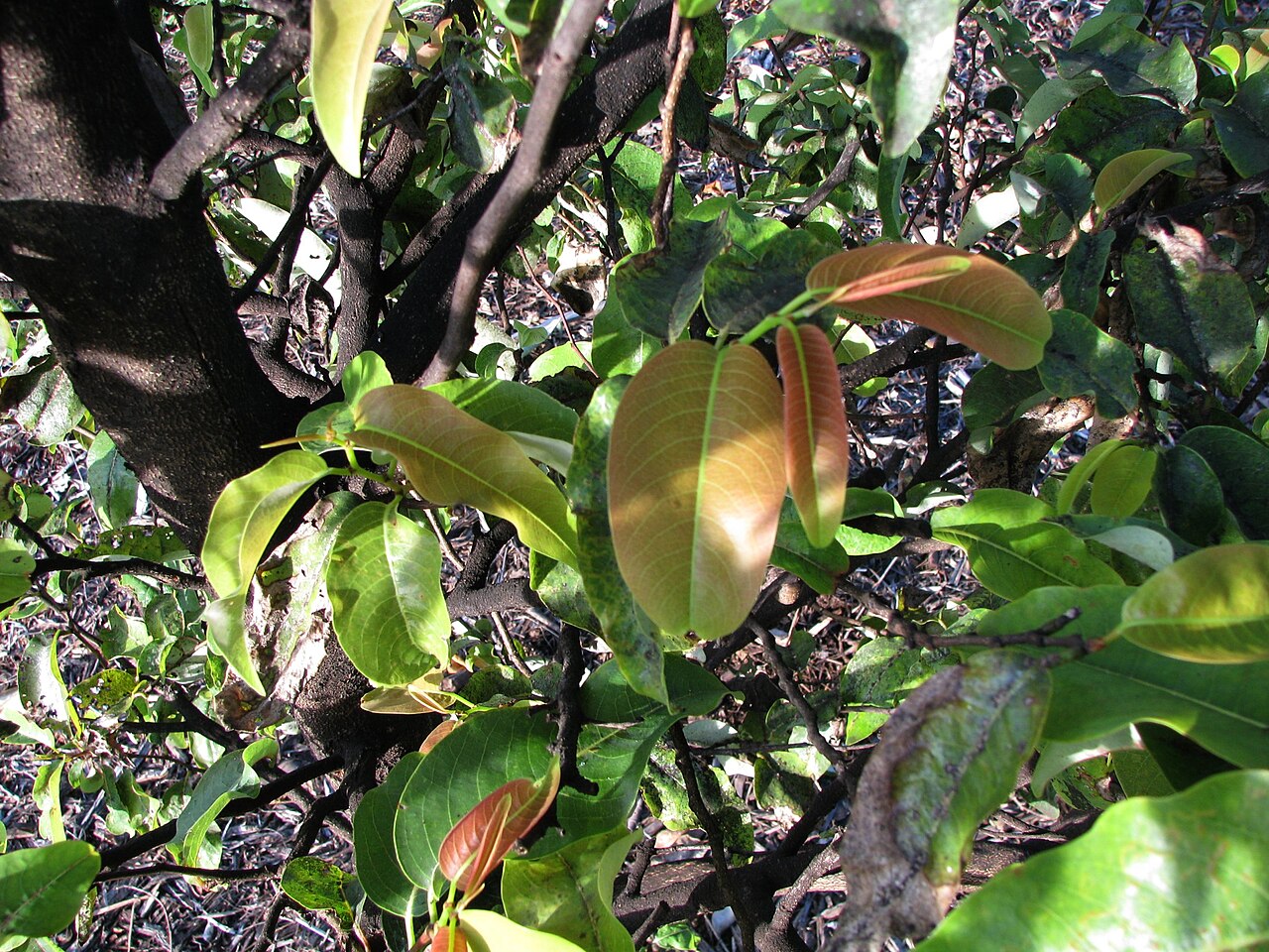 Mehamehame: Mēhamehame Phyllanthaceae Endemic to the Hawaiian Islands Very rare; Endangered Oʻahu (Cultivated) Early Hawaiians used the very hard wood to make weapons. The