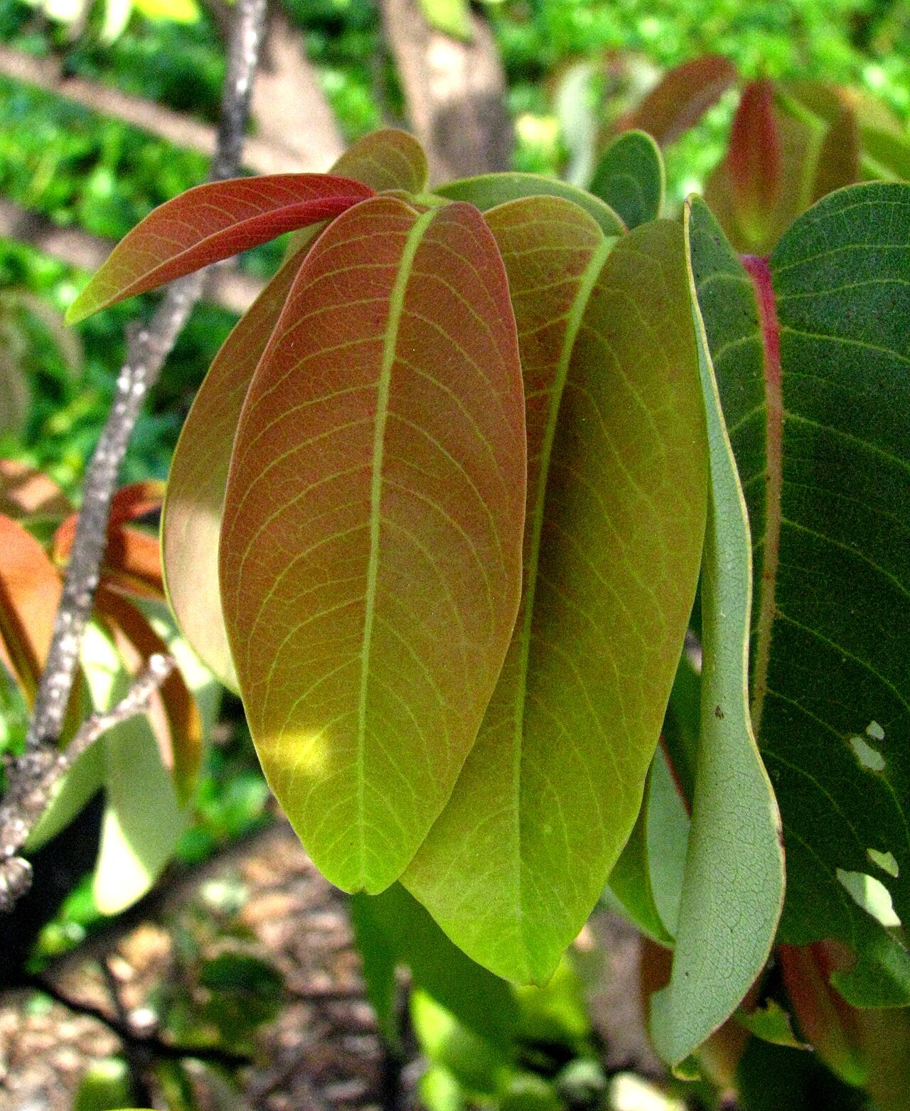 Mehamehame: Mēhamehame Phyllanthaceae Endemic to the Hawaiian Islands Very rare; Endangered Oʻahu (Cultivated) These are new leaves or liko (Hawaiian). Mēhamehame is one of
