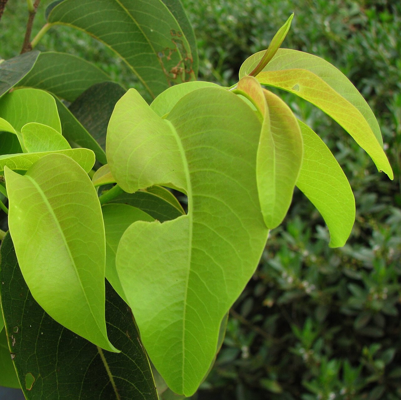 Mehamehame: Mēhamehame Phyllanthaceae Endemic to the Hawaiian Islands Very rare; Endangered Oʻahu (Cultivated) Early Hawaiians used the very hard wood to make weapons. The
