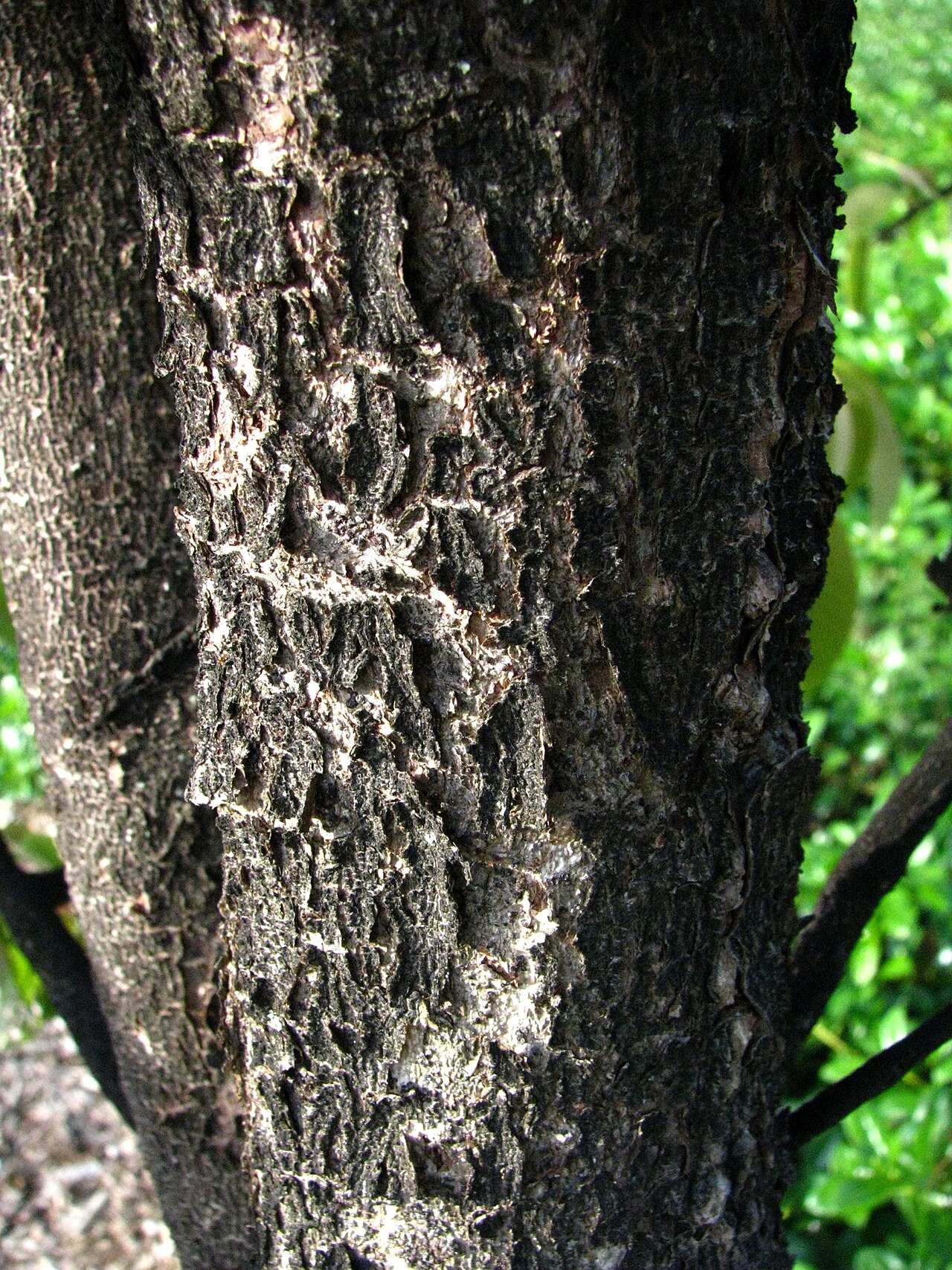 Mehamehame: Mēhamehame Phyllanthaceae Endemic to the Hawaiian Islands Very rare; Endangered Oʻahu (Cultivated) This is the trunk. Mēhamehame is one of the rarest trees in H