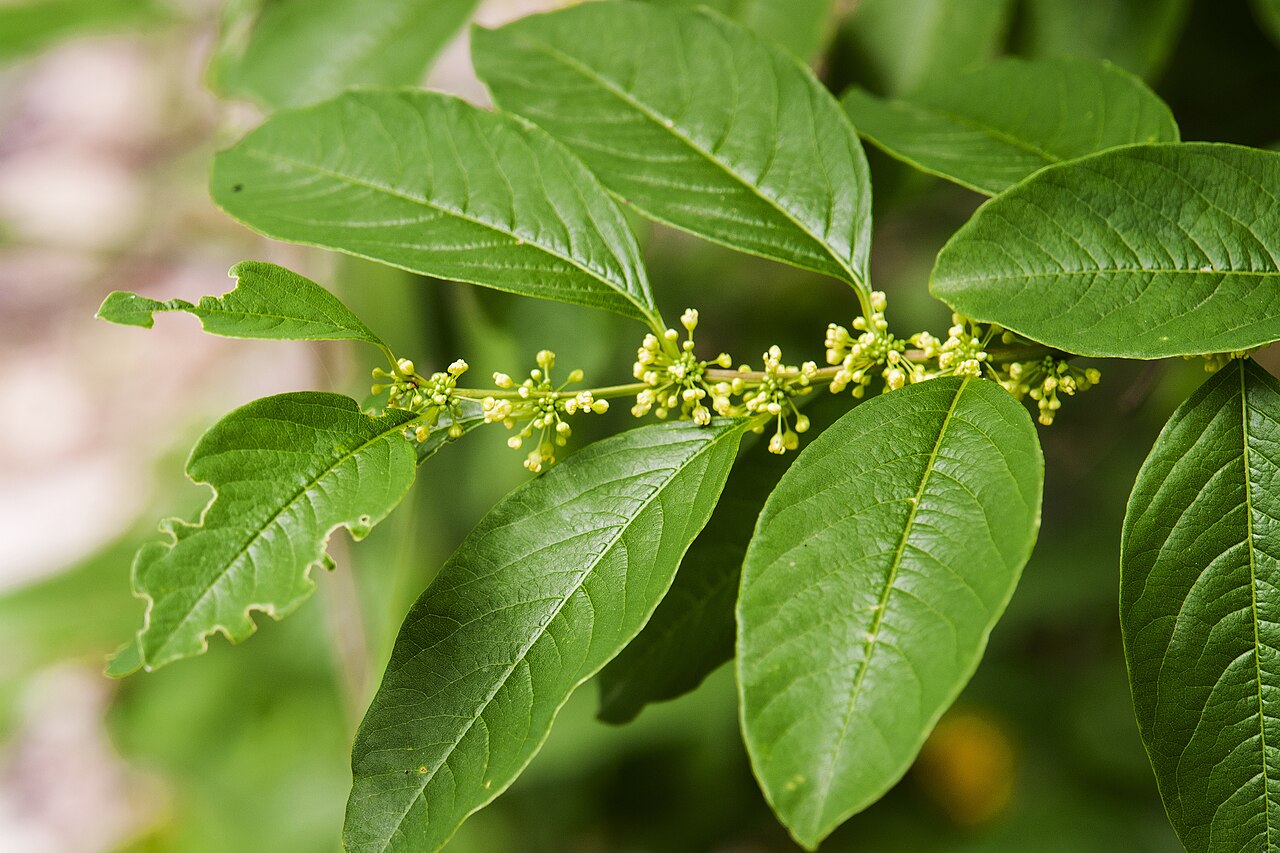 Flueggea suffruticosa: Flueggea suffruticosa