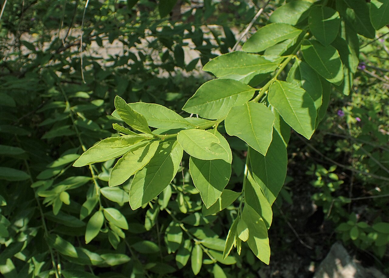 Flueggea suffruticosa: Flueggea suffruticosa in Alter Botanischer Garten der Universität Göttingen