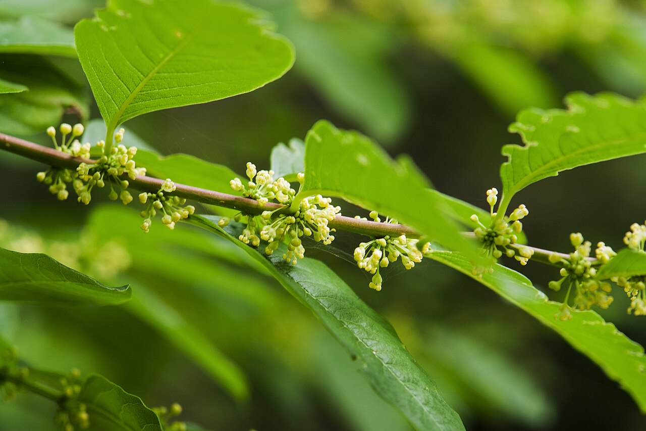 Flueggea suffruticosa: Flueggea suffruticosa