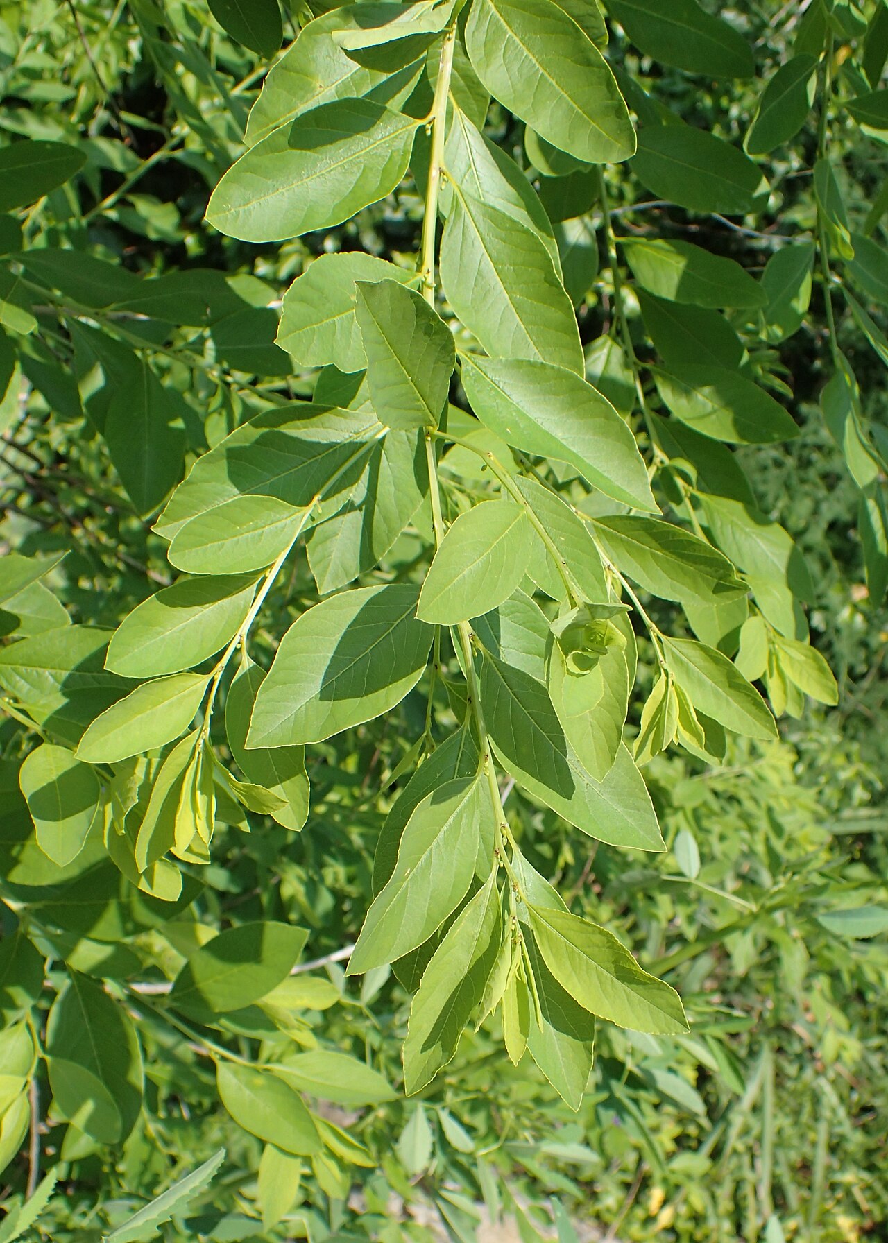 Flueggea suffruticosa: Flueggea suffruticosa in Alter Botanischer Garten der Universität Göttingen
