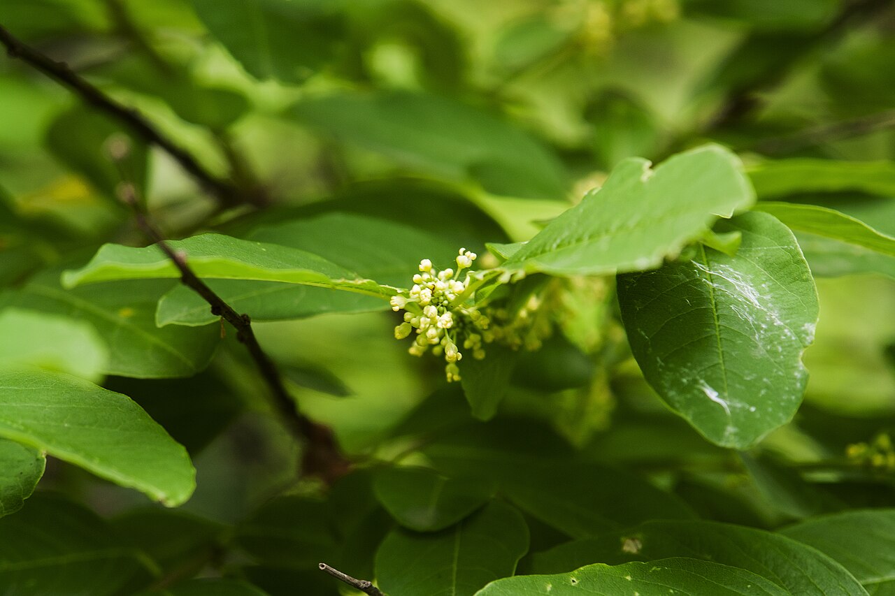 Flueggea suffruticosa: Flueggea suffruticosa