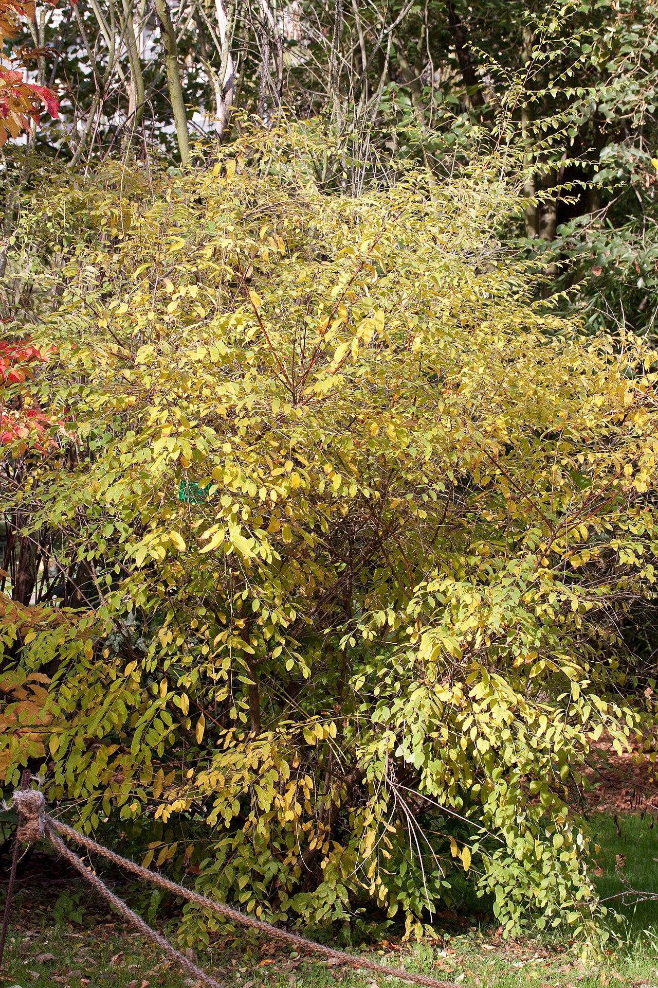 Flueggea suffruticosa: Aspect automnal de Flueggea suffruticosa - Jardin botanique de Strasbourg - France