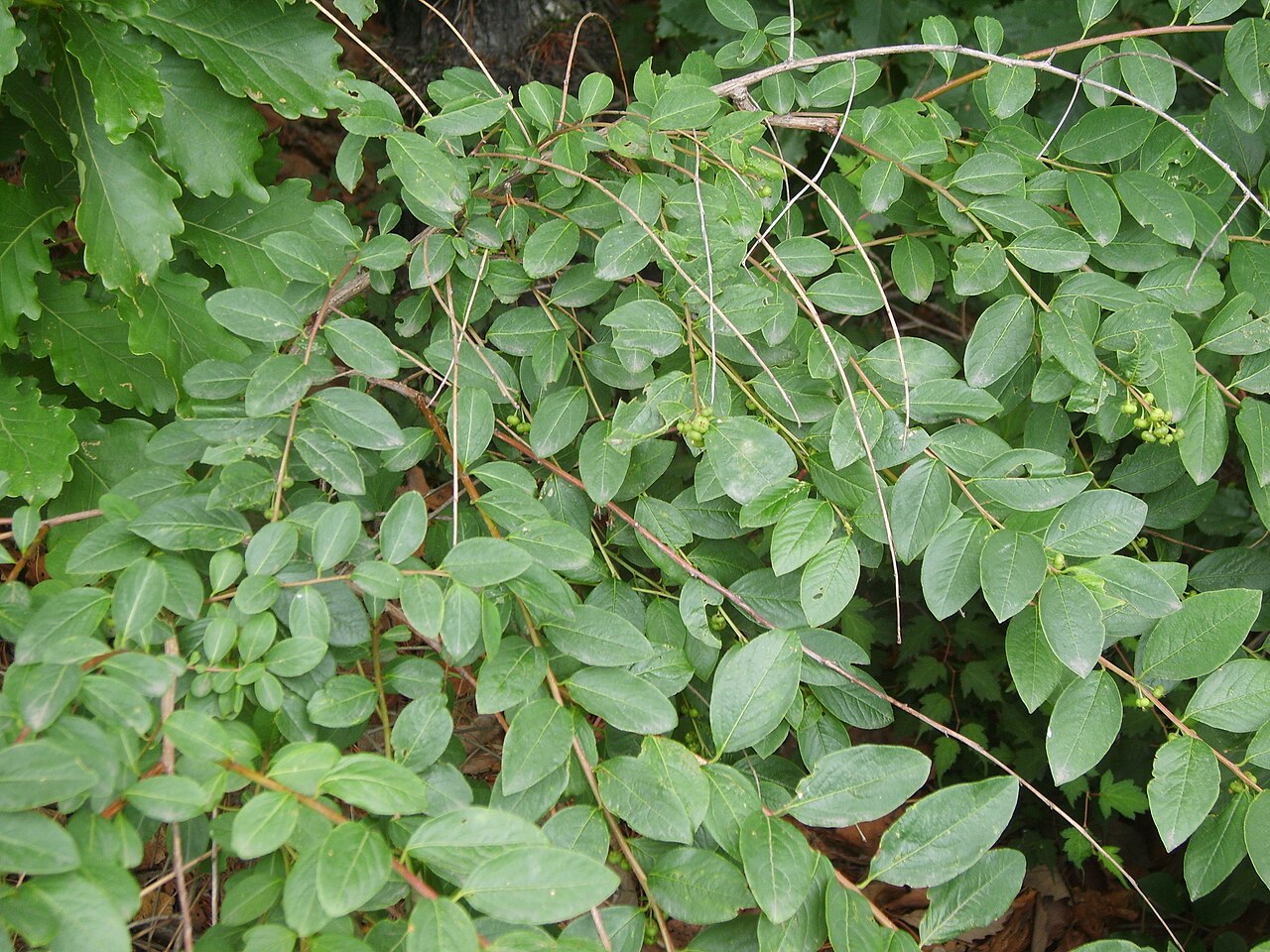 Flueggea suffruticosa: Securinega suffruticosa in Bupyung, Korea