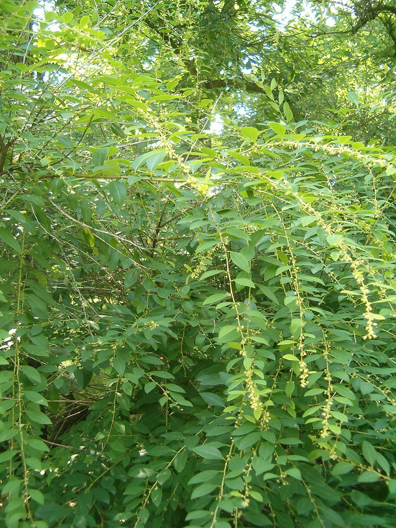 Flueggea suffruticosa: At Botanical Gardens Berlin-Dahlem Species Flueggea suffruticosa male pflant