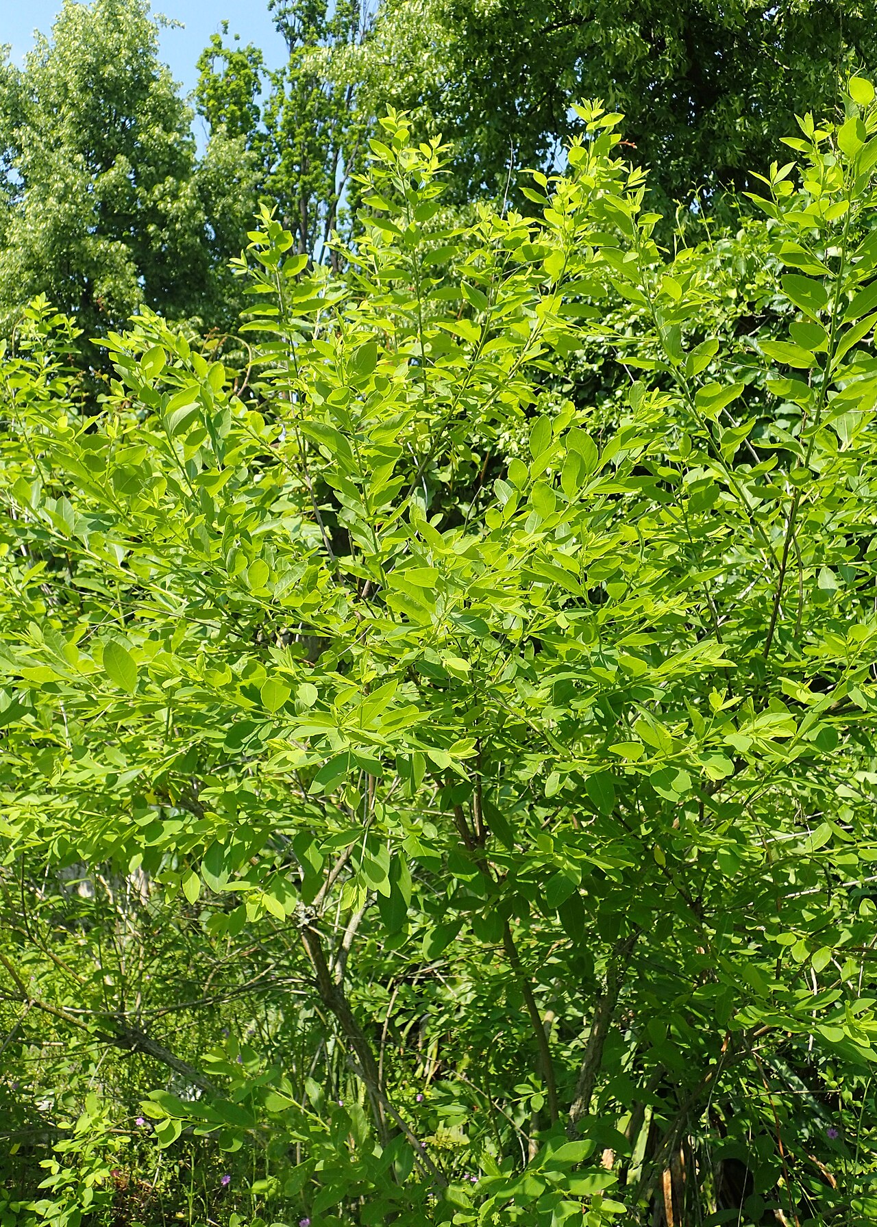 Flueggea suffruticosa: Flueggea suffruticosa in Alter Botanischer Garten der Universität Göttingen
