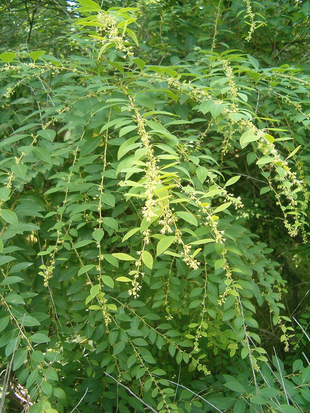 Flueggea suffruticosa: At Botanical Gardens Berlin-Dahlem Species Flueggea suffruticosa male pflant
