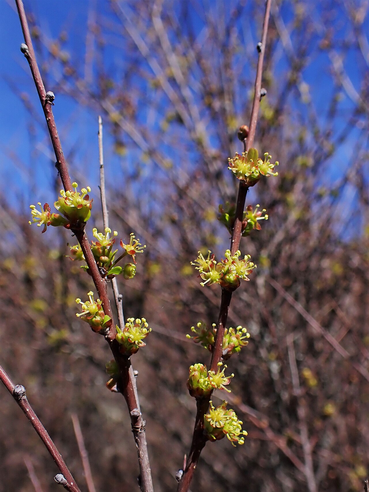 Tamujo: Flueggea tinctoria in Ribeira valley near Alfarrobeira de Baixo in Portugal