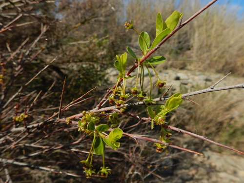 Tamujo (Flueggea tinctoria)