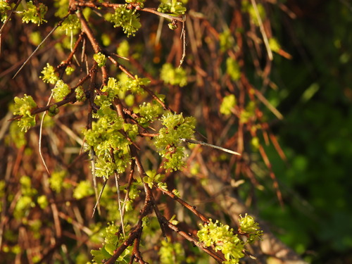 Tamujo (Flueggea tinctoria)
