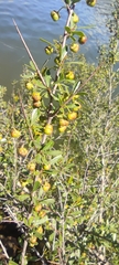 Tamujo (Flueggea tinctoria)