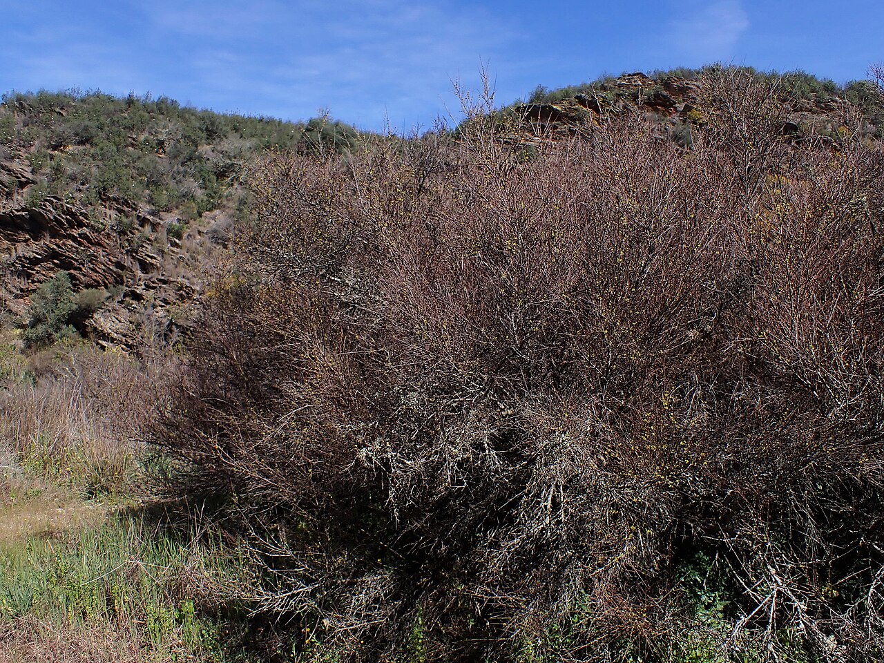 Tamujo: Flueggea tinctoria in Ribeira valley near Alfarrobeira de Baixo in Portugal