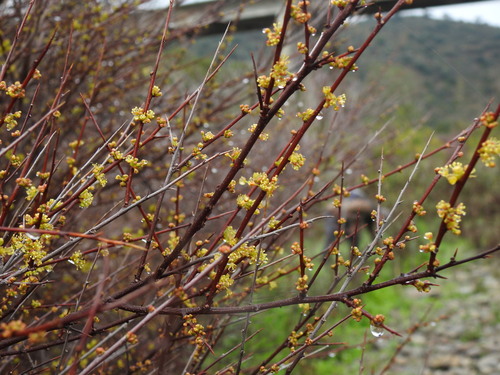 Tamujo (Flueggea tinctoria)