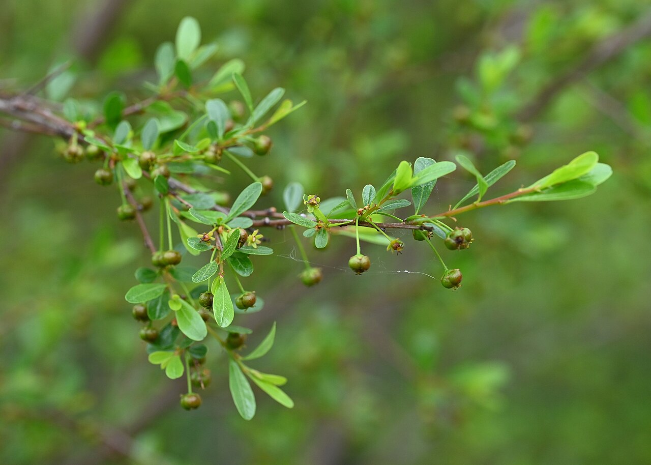 Tamujo: Flueggea tinctoria in Jardín Botánico de Córdoba