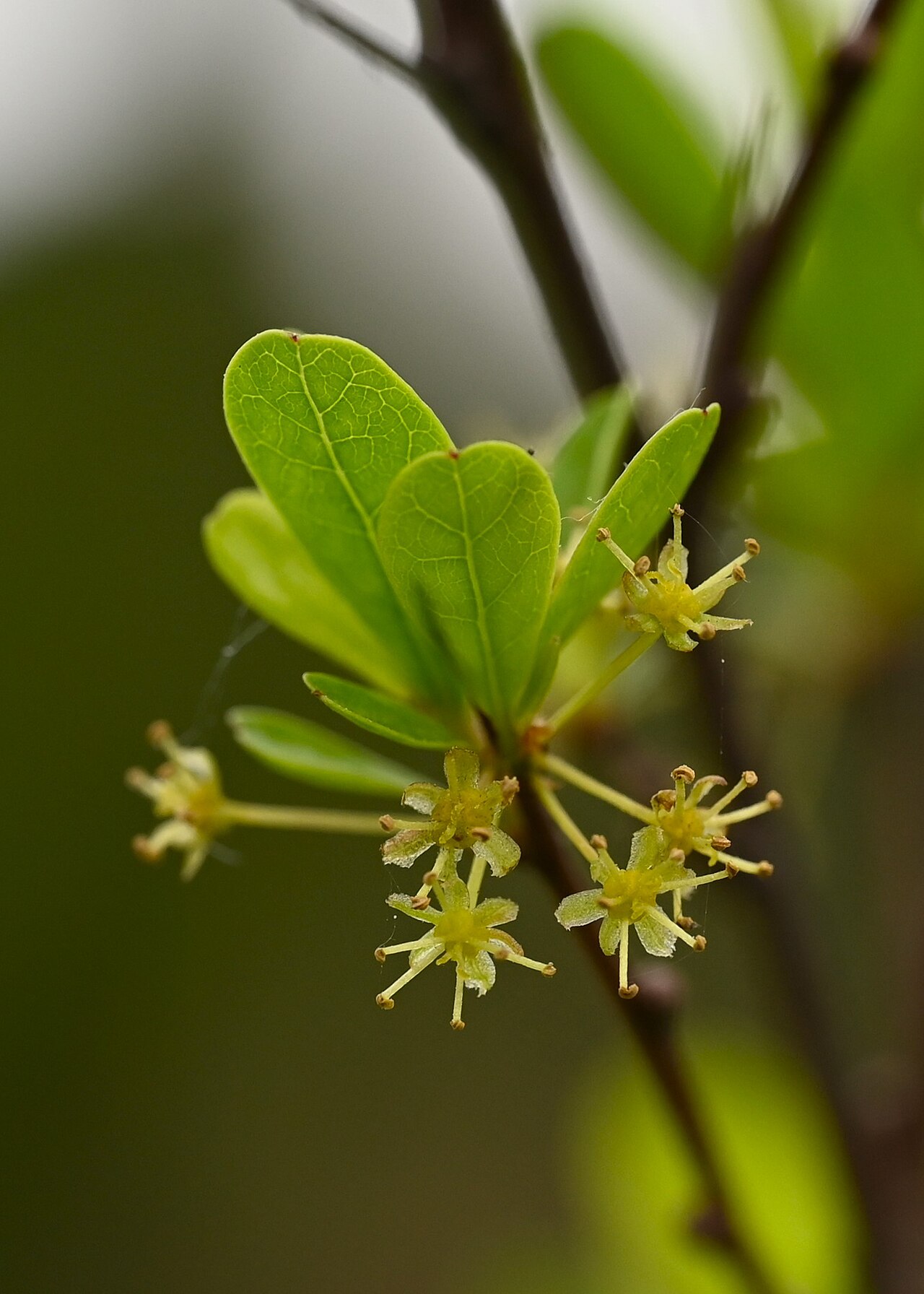 Tamujo: Flueggea tinctoria in Jardín Botánico de Córdoba