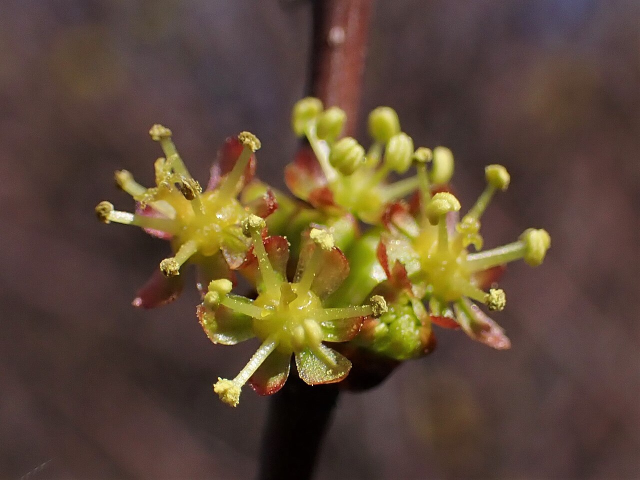 Tamujo: Flueggea tinctoria in Ribeira valley near Alfarrobeira de Baixo in Portugal