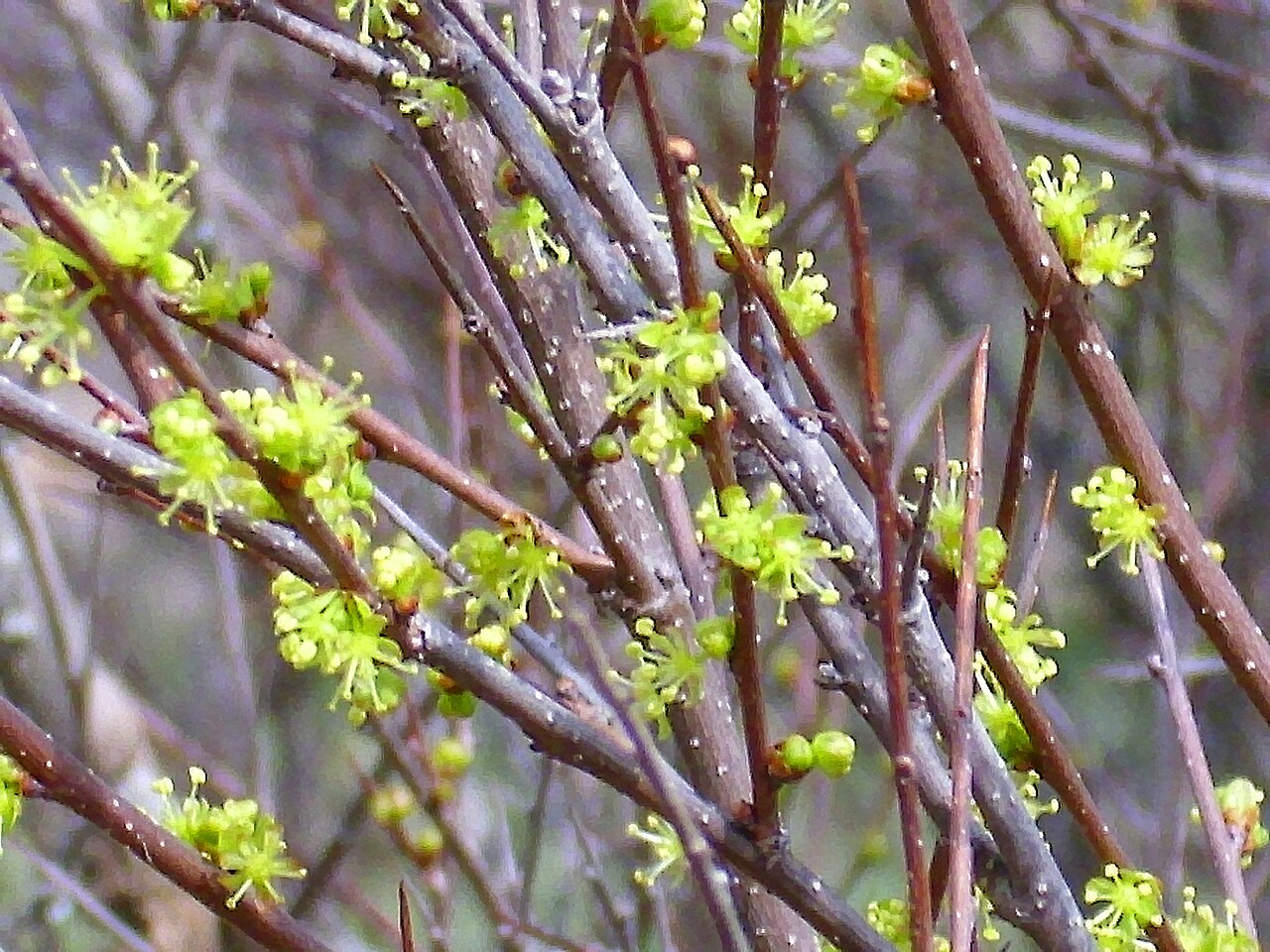 Tamujo: Flueggea tinctoria close up, Sierra Madrona , Spain
