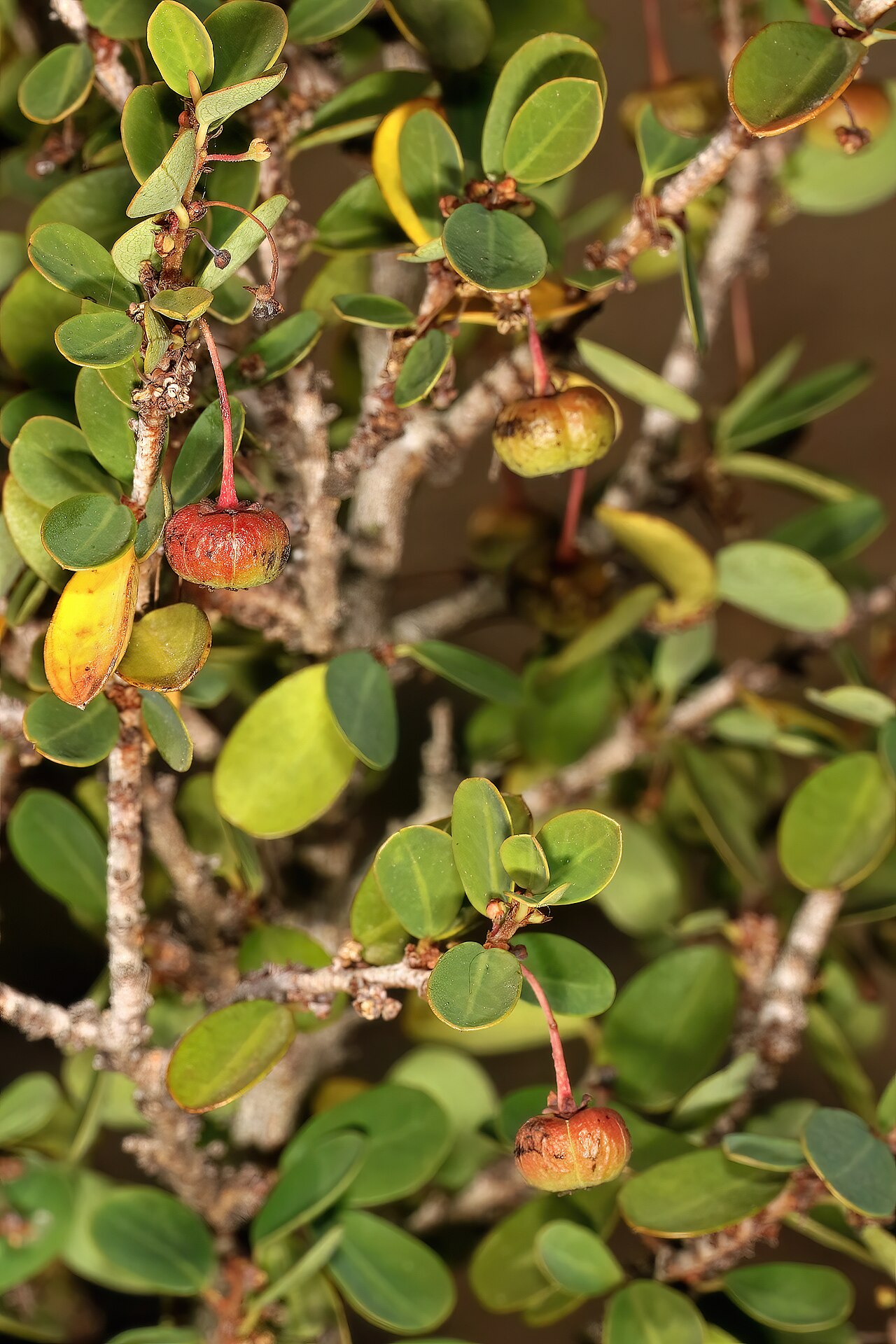 Wart-stem whiteberry-bush: Flueggea verrucosa , developing fruit; in thicket, Gamtoos River Valley, Humansdorp, Eastern Cape, South Africa