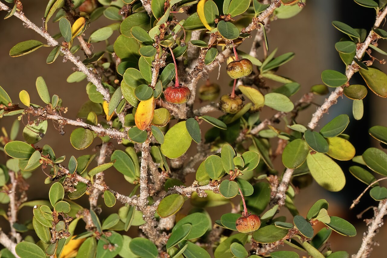 Wart-stem whiteberry-bush: Flueggea verrucosa , developing fruit; in thicket, Gamtoos River Valley, Humansdorp, Eastern Cape, South Africa