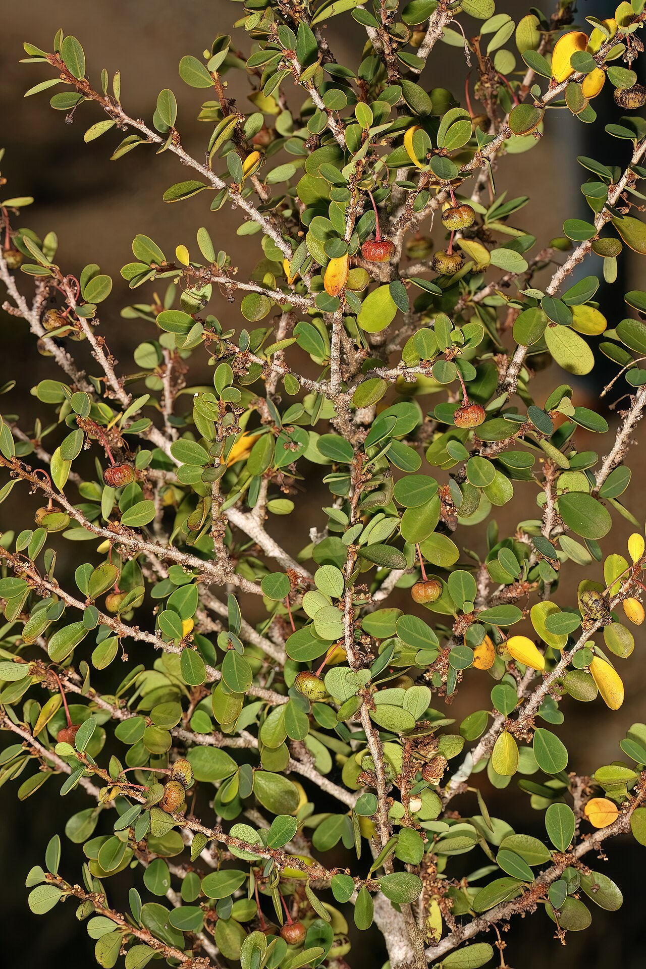 Wart-stem whiteberry-bush: Flueggea verrucosa , developing fruit; in thicket, Gamtoos River Valley, Humansdorp, Eastern Cape, South Africa