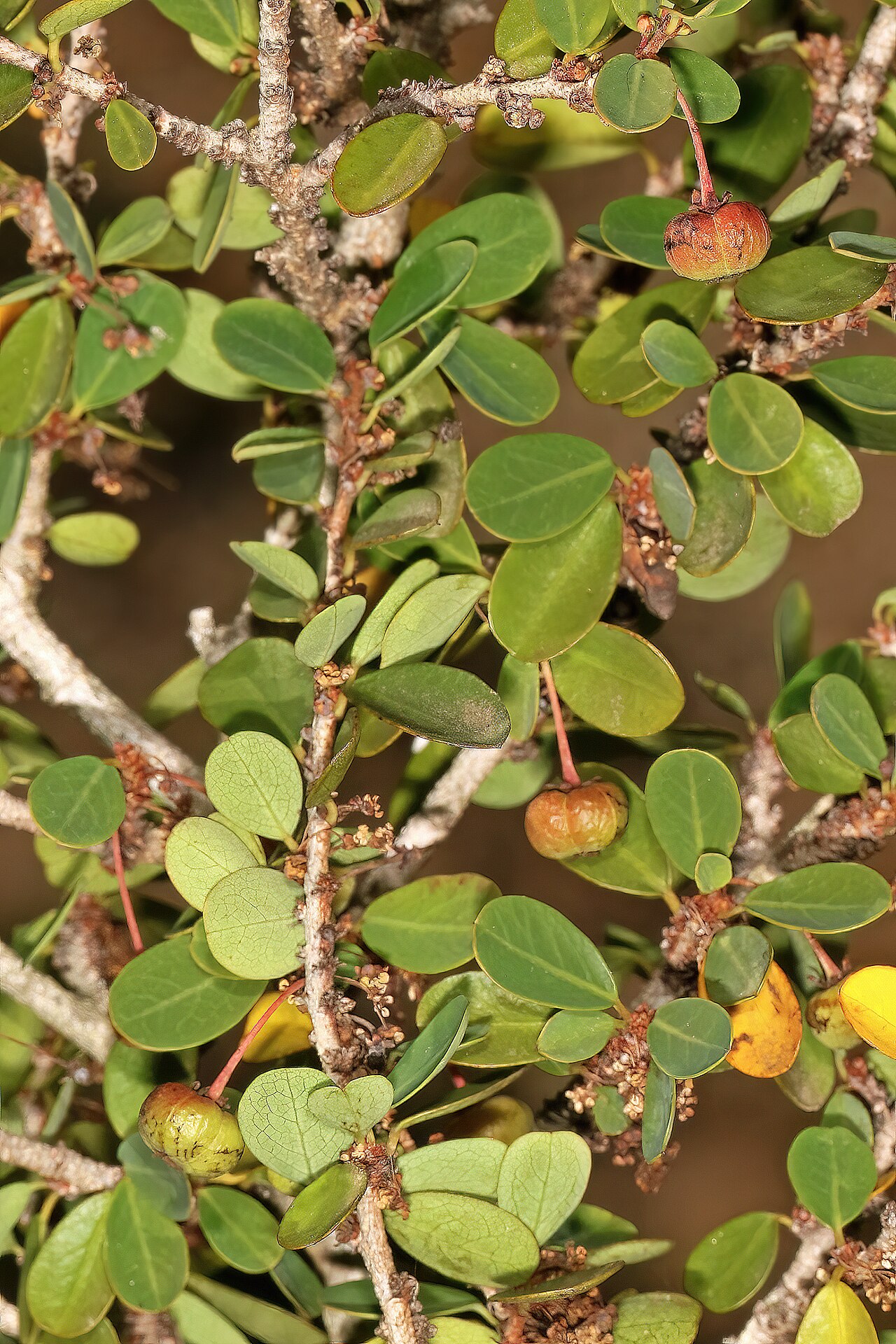 Wart-stem whiteberry-bush: Flueggea verrucosa , developing fruit; in thicket, Gamtoos River Valley, Humansdorp, Eastern Cape, South Africa