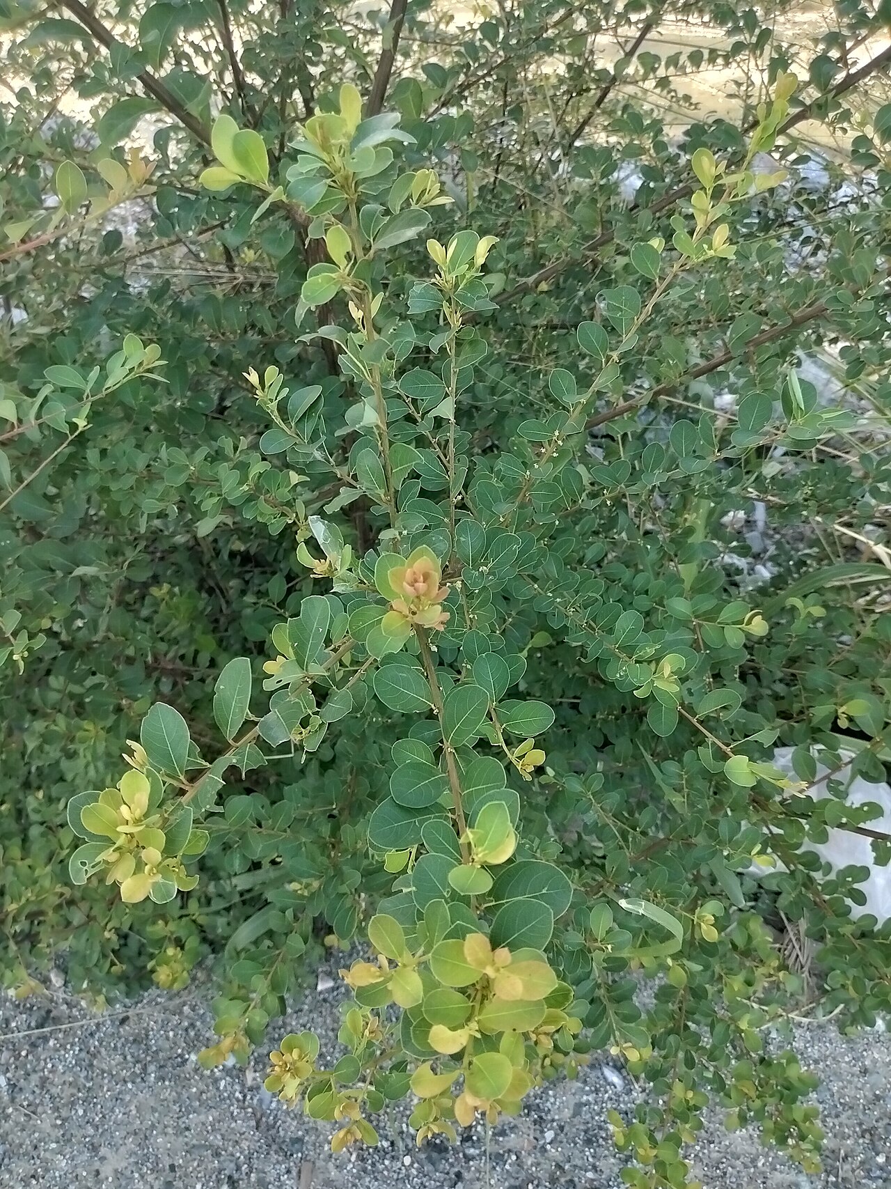 Common bushweed: Tanaman Flueggea virosa di Paninggahan, Kabupaten Solok.