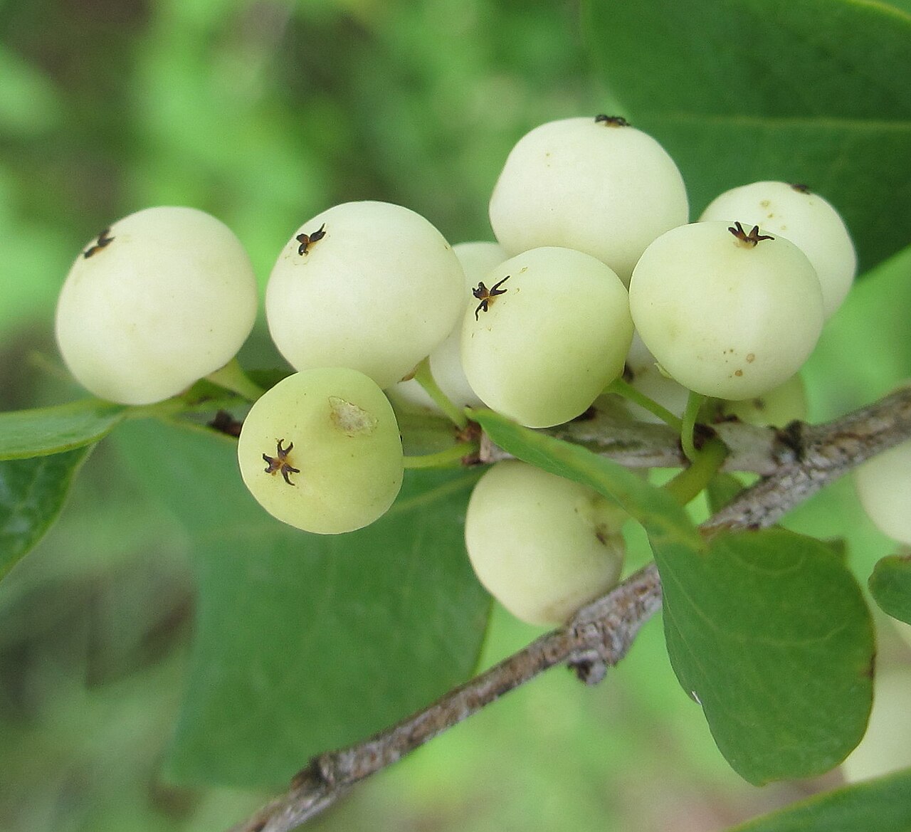 Common bushweed: Flueggea virosa - berries