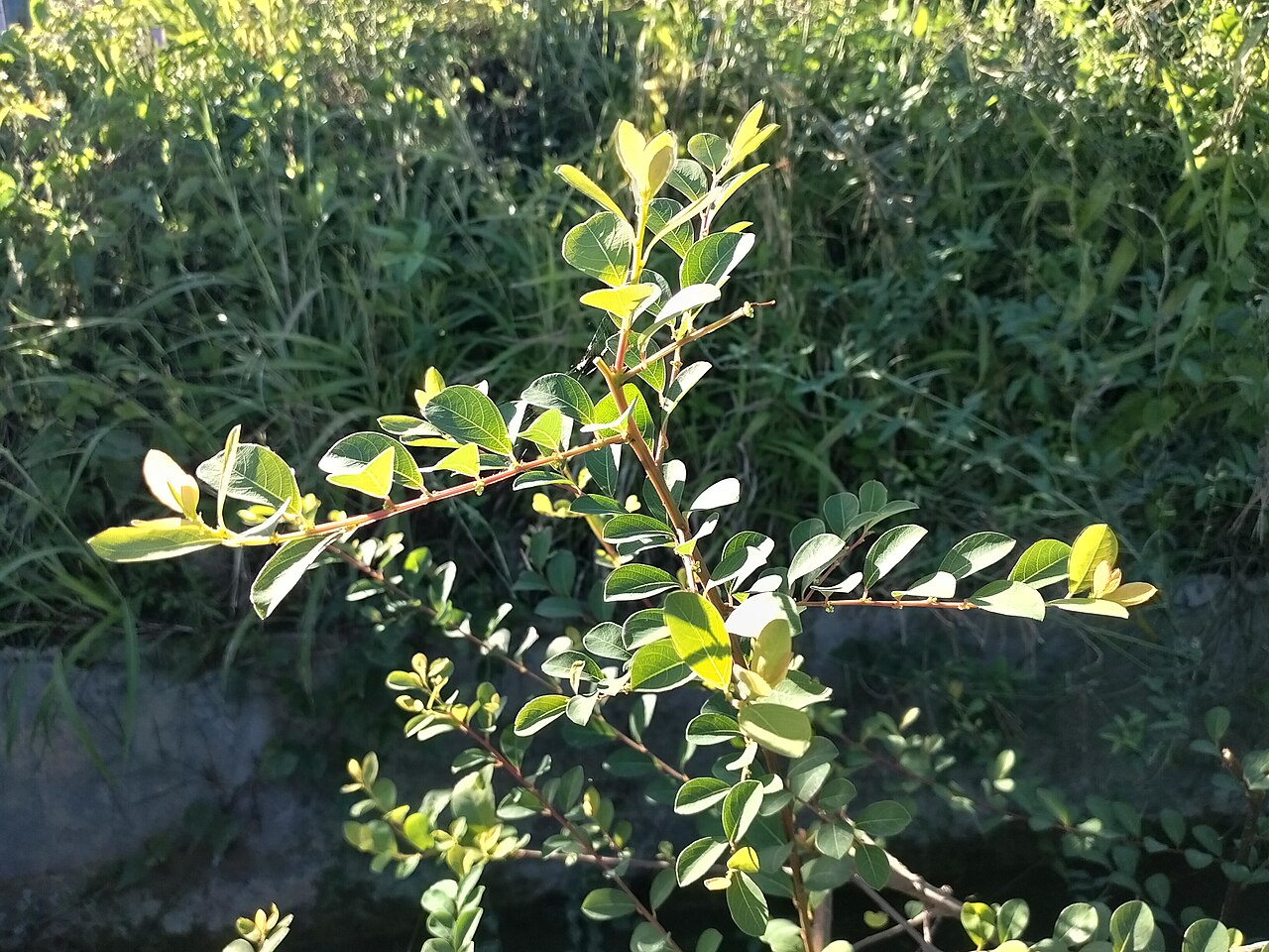 Common bushweed: Tanaman Flueggea virosa di Paninggahan, Kabupaten Solok.