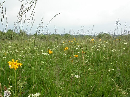 Fennel: Arnica - Foeniculum grassland