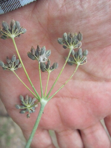 Fennel (Foeniculum vulgare)