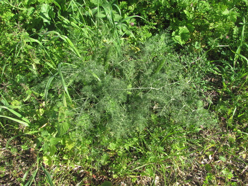 Fennel (Foeniculum vulgare)