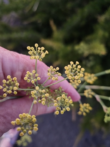 Fennel (Foeniculum vulgare)