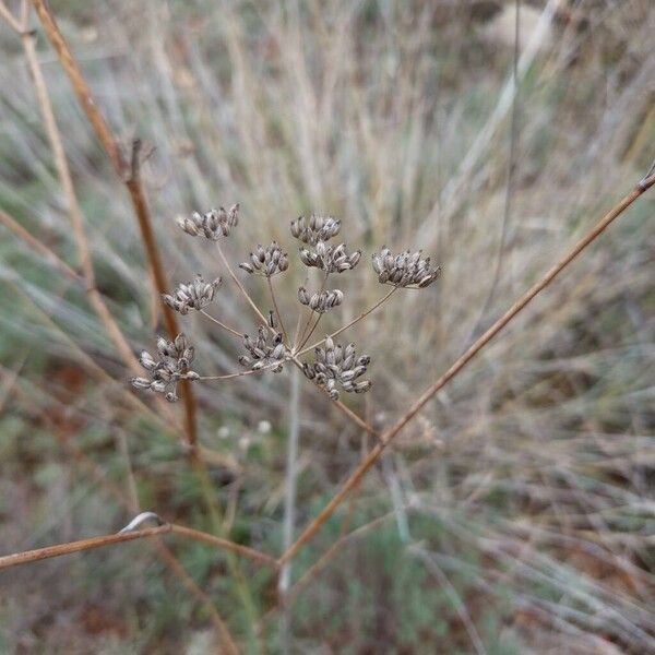 Fennel (Foeniculum vulgare)