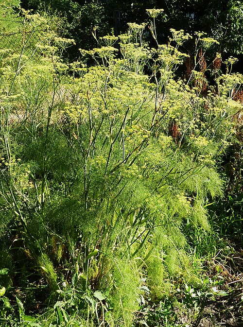 Fennel: Foeniculum vulgare