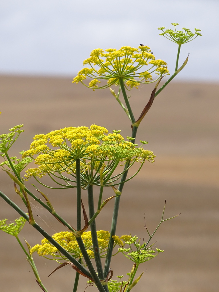 Fennel (Foeniculum vulgare)