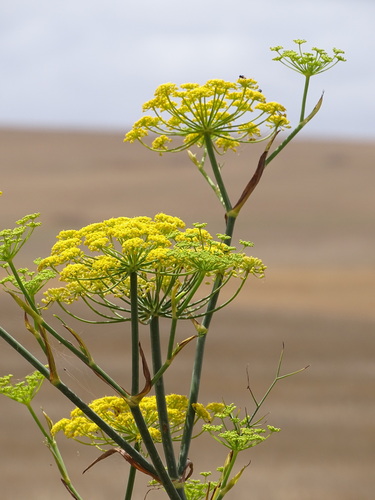 Fennel