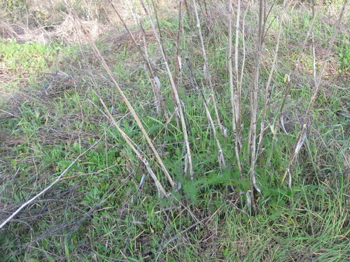 Fennel (Foeniculum vulgare)