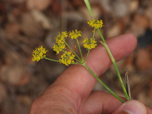 Fennel (Foeniculum vulgare)