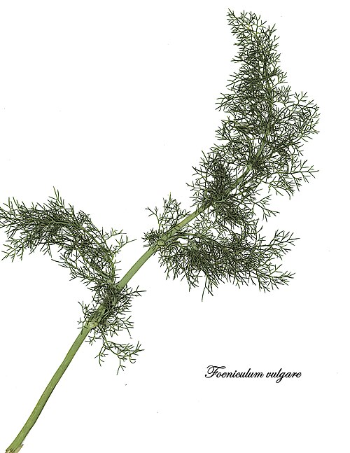 Fennel: Foeniculum vulgare—fennel. A Eurasian native that is a common weed throughout coastal California. The Californina Invasive Plant Council rates its invasive pote