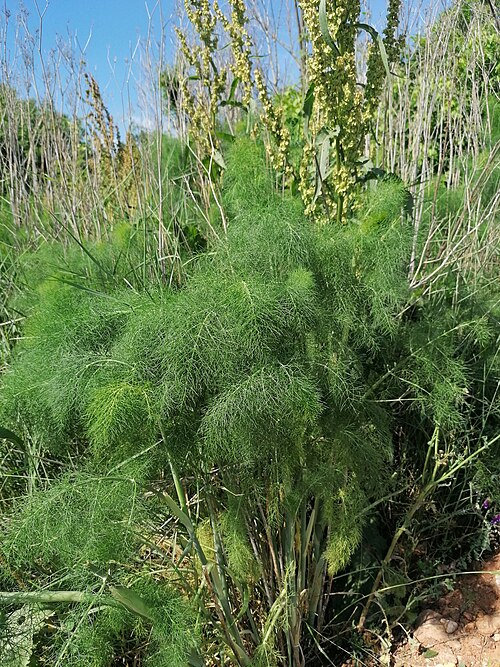 Fennel: Hostplant for Papilio machaon