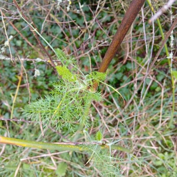 Fennel (Foeniculum vulgare)