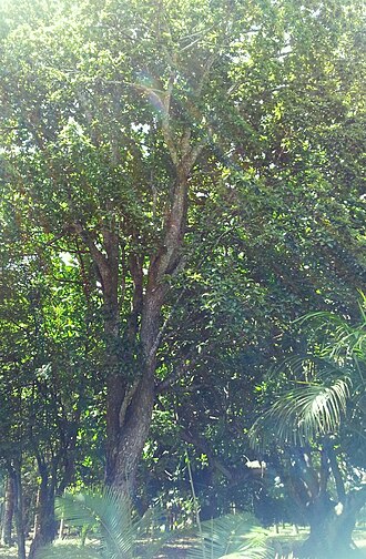 Foetidia mauritiana: Foetidia mauritiana - Bois puant - Pamplemousses Gardens